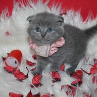 Scottish Fold-kittens Kittens