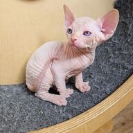 Sphynx kittens