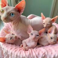 sphynx kittens ter adoptie