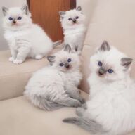 Ragdoll-kittens voor herplaatsing