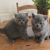 Schattige ❤️knuffelige Schotse vouw Schattige kat