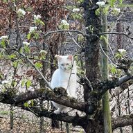 Ragdoll Fawn Mink Poes