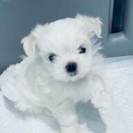 Geregistreerde Maltese puppy