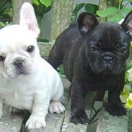 Franse bulldog-pups beschikbaar