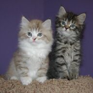 Schattige Ragamuffins-kittens