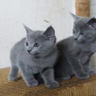 Mooie Russische blauwe kittens