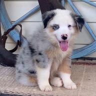 Charmante Australische herderpups
