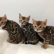 perfecte bengal kittens ter adoptie