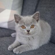 Schattige mannelijke en vrouwelijke kittens te koop.