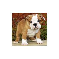 engelse bulldog pups ter adoptie