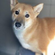 ACE: HACHI 20839 Shiba Inu heeft een ervaren baas nodig