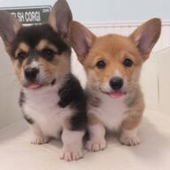 Welsh Pembroke Corgi Puppies Beschikbaar