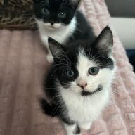 lieve kittens zoeken gouden mandje