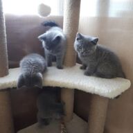 11 weken gevaccineerde kittens