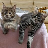 Maine Coon kittens te koopxcvvv