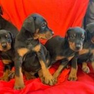 Kc Reg Doberman-puppy&amp;#039;s te koopccc