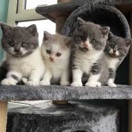 Schattige Scottishfold-kittensrtrt