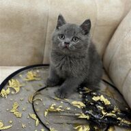 Brits shorthair kitten