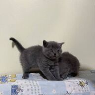 Britse korthaar kittens