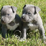 Supermooie pitbull terrier pups vcv