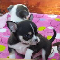 Chihuahua pup te koopccv