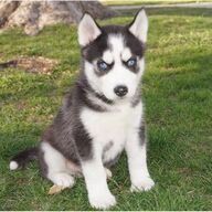 Siberische Husky-puppy&amp;#039;s