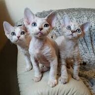 Devon kittens