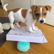 Jack Russell Terriër Pups