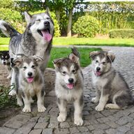 Alaskan Malamute pups te koop