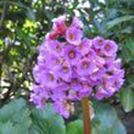 Schoenlapper planten