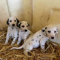 Dalmatiërs puppy’s te koop