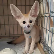 aanhankelijke mannelijke en vrouwelijke fennec vossen te koop
