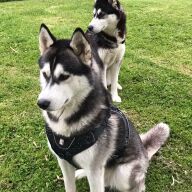 2 husky