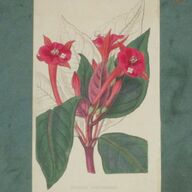 Hand gekleurde kopergravure Fuchsia van ca 1850 met tekst&amp;#039;