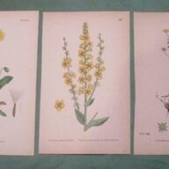 3 hand gekleurde litho&amp;#039;s - botanische prenten - 19e eeuw