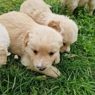 Golden retriever-puppy&amp;#039;s.