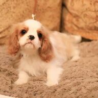 Cavalier King Charles-puppy&amp;#039;s klaar om te gaan.