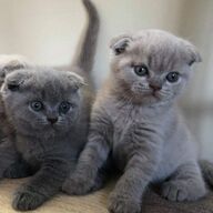 Onze Scottish fold kittens