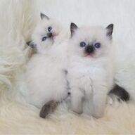 Ragdoll-kittens