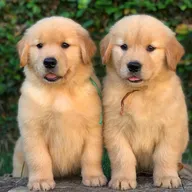 Schattige Golden Retriever-puppy&amp;#039;s te koop.