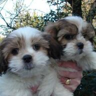 Shihtzu pups teekopp.mnnnbn