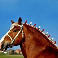 Ter Dekking: Vlaams Paard hengsten!