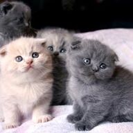 Scottish Fold-kittens Kittens