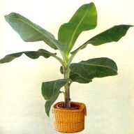 Banaan:musa acuminata subsp. acuminata zaden&amp;#039;