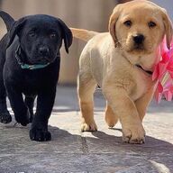 Kc Geregistreerde Labrador Puppiesjhkkk