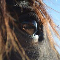 Hulpverlening met paarden voor kinderen met problemen