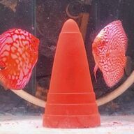 Discus koppel red dragon/red map