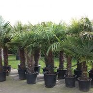 Palmbomen trachycarpus fortunei diverse maten