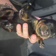 Rottweiler pups geboren 09/06