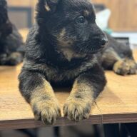 Duitse herder pups 2 teefjes! Klaar om naar huis te gaan!